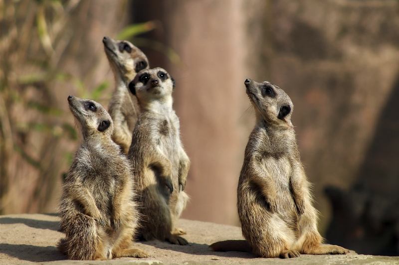 емоционални реакции